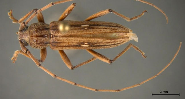 CBP Agriculture Specialists in Pharr Intercept Rare Pest, a First in the Nation Discovery